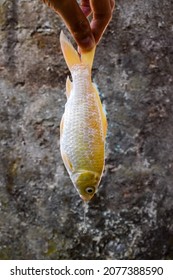 Yellow Koi Fish Died Due To Poor Water Quality I.e. Ammonia Poisoning.