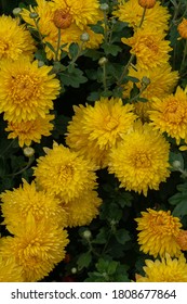 Chrysanthemum Koreanum の画像 写真素材 ベクター画像 Shutterstock