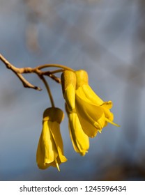 Yellow Kowhai Flower 