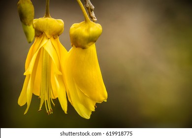 Yellow Kowhai Flowers