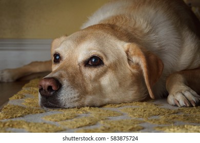 Yellow Lab