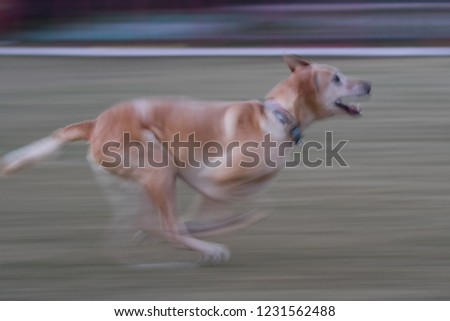 Similar – Image, Stock Photo greyhound Animal Dog 1