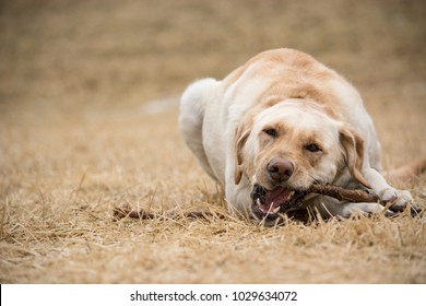 Yellow lab chewing on a stick outside in the grass  - Powered by Shutterstock