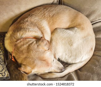 Yellow Lab Curled Up On A Beige Couch. Closeup.