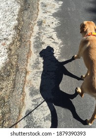 Yellow Lab Dog With Crisp Shadow Walking In Winter