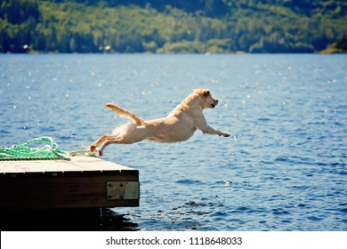  Yellow Lab Dog Jumps Off Dock At Lake