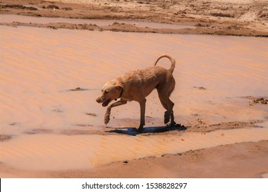 Yellow Lab Dog Playing In The Mudd, Covered In Mud, Muddy Dog Playing Jumping A Puddle. 