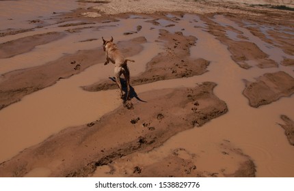 Yellow Lab Dog Playing In The Mudd, Covered In Mud, Muddy Dog Playing Jumping A Puddle. 