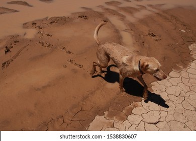 Yellow Lab Dog Playing In The Mudd, Covered In Mud, Muddy Dog Playing Jumping A Puddle. 