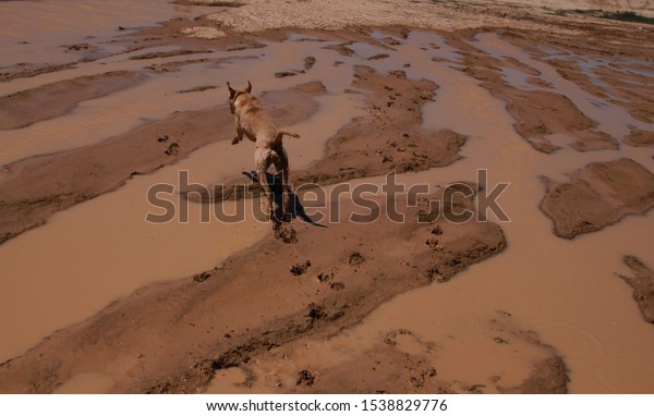 Yellow Lab Dog Playing in the Mudd,\
Covered in Mud, Muddy Dog playing Jumping a puddle.\
