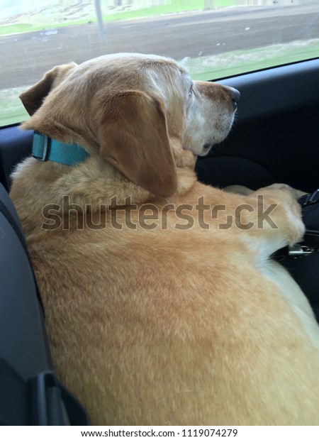Yellow Lab Dog Riding in Car Looking Out Window\
Wearing Blue Collar Lying\
Down