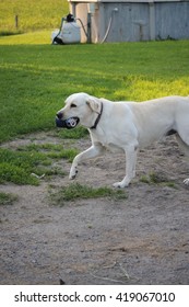 Yellow Lab Dog Running With Beer Can In His Mouth