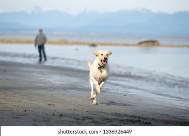 Yellow Lab Dog Running On The Beach With Owner In The Background