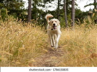 Yellow Lab Dog Running On Path In Long Grass