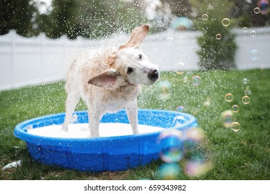 Yellow Lab Dog Shaking Water In Bath