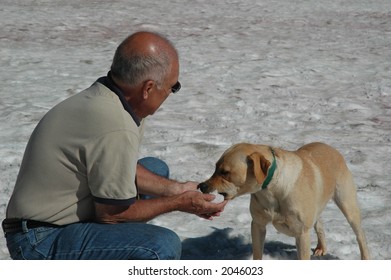 Yellow Lab Eating Snow