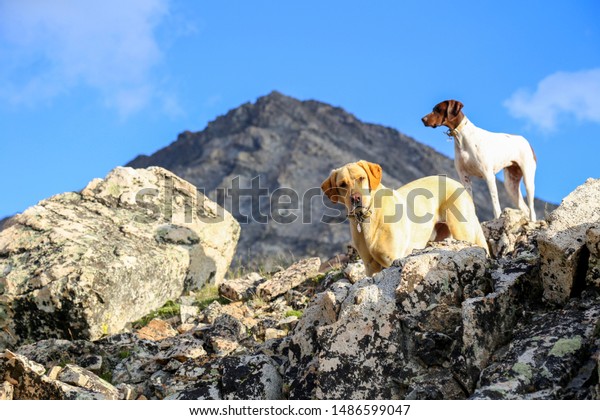 Yellow Lab German Shorthair Pointer Hiking Stock Photo Edit Now