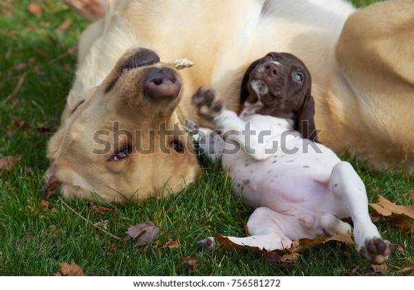 Yellow Lab German Shorthair Pointer Puppy Stock Photo Edit Now