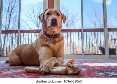 Yellow Lab Indoors Chewing On Two Raw Hide Bones