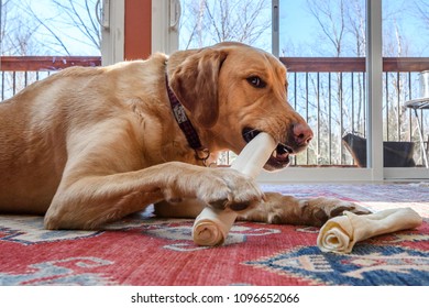 Yellow Lab Indoors Chewing On Two Raw Hide Bones