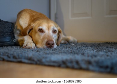 Yellow Lab Laying Down