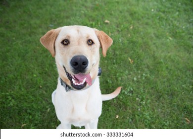 Yellow Lab looking at the camera  - Shutterstock ID 333331604