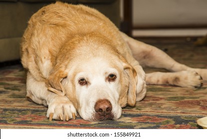 Yellow Lab Looking Sad