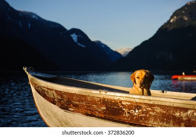 Yellow Lab In Old Aluminum Boat On Mountain Inlet