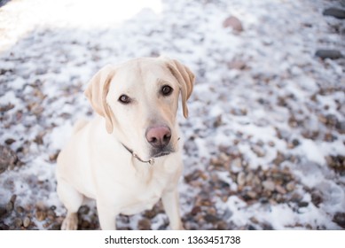 Yellow Lab Outside