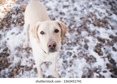 Yellow Lab Outside