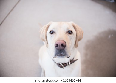 Yellow Lab Outside