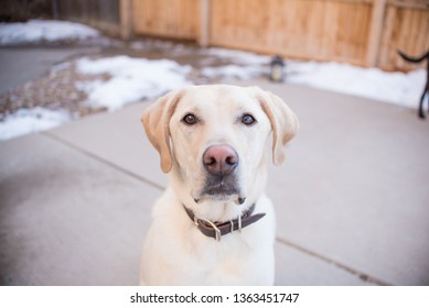 Yellow Lab Outside