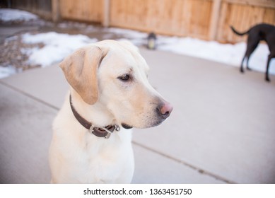 Yellow Lab Outside