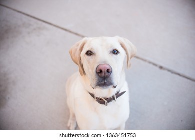 Yellow Lab Outside