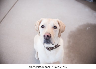 Yellow Lab Outside