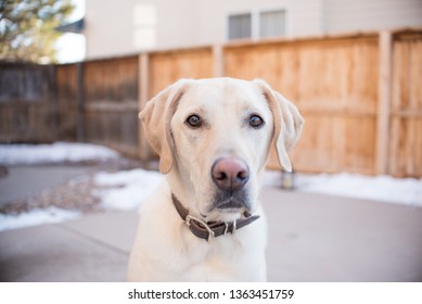 Yellow Lab Outside