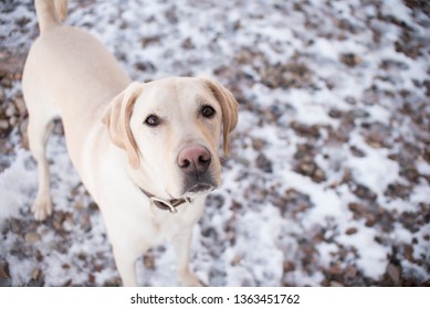 Yellow Lab Outside