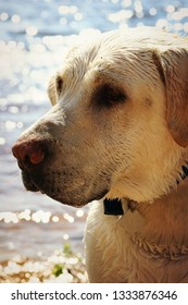 Yellow Lab Outside By The Lake