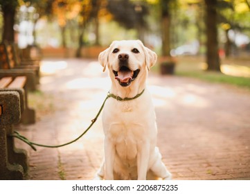 Yellow Lab In The Park Happy Sunset 