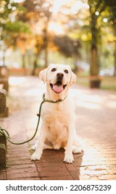 Yellow Lab In The Park Happy Sunset 