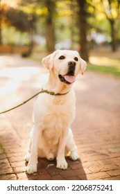 Yellow Lab In The Park Happy Sunset 