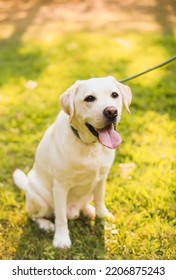 Yellow Lab In The Park Happy Sunset 