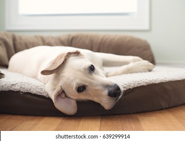 Yellow Lab Puppy Dog Sleeping on Bed