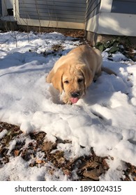 Yellow Lab Puppy Eating Snow With Tongue Out