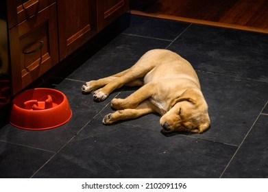 Yellow Lab Puppy Laying On A Slate Kitchen Floor, Tired Out After Eating, Red Dog Bowl
