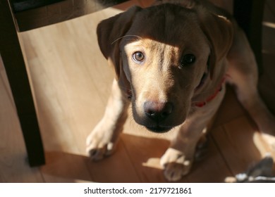 Yellow Lab Puppy Looking Straight At The Camara Light Hitting Has Of Its Face