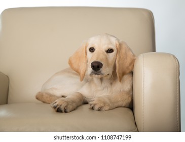 Yellow Lab Puppy On Chair