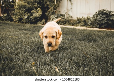 Yellow Lab Puppy Running In The Grass. Grey Edit.