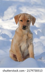 Yellow Lab Puppy Sitting In The Snow