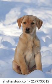 Yellow Lab Puppy Sitting In The Snow